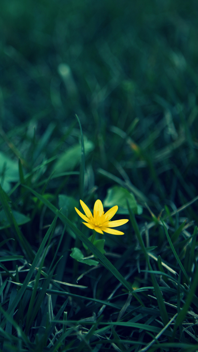 Small Yellow Flower iPhone wallpaper 