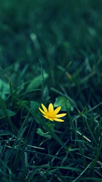 Small Yellow Flower wallpaper
