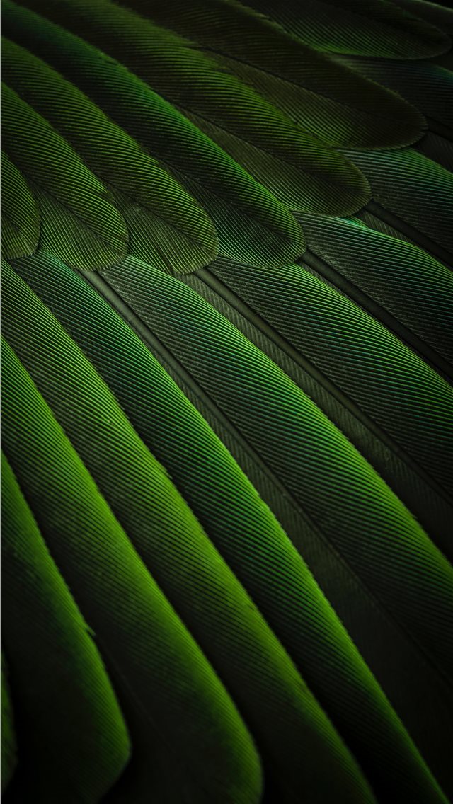 640x1136 Feather simplicity - serbia iPhone Wallpaper