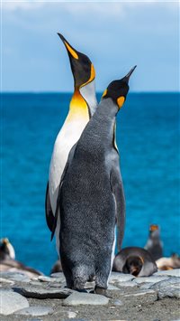 two penguins on seashore during daytime wallpaper