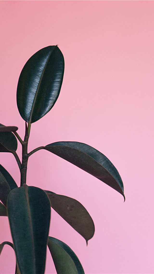 640x1136 Scott Webb Photography  London  Canada - blossom iPhone Wallpaper