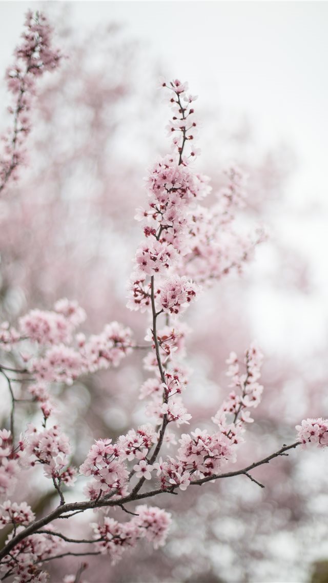 640x1136 Atascadero  USA - blossom iPhone Wallpaper