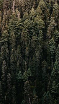 Vertical Greens wallpaper