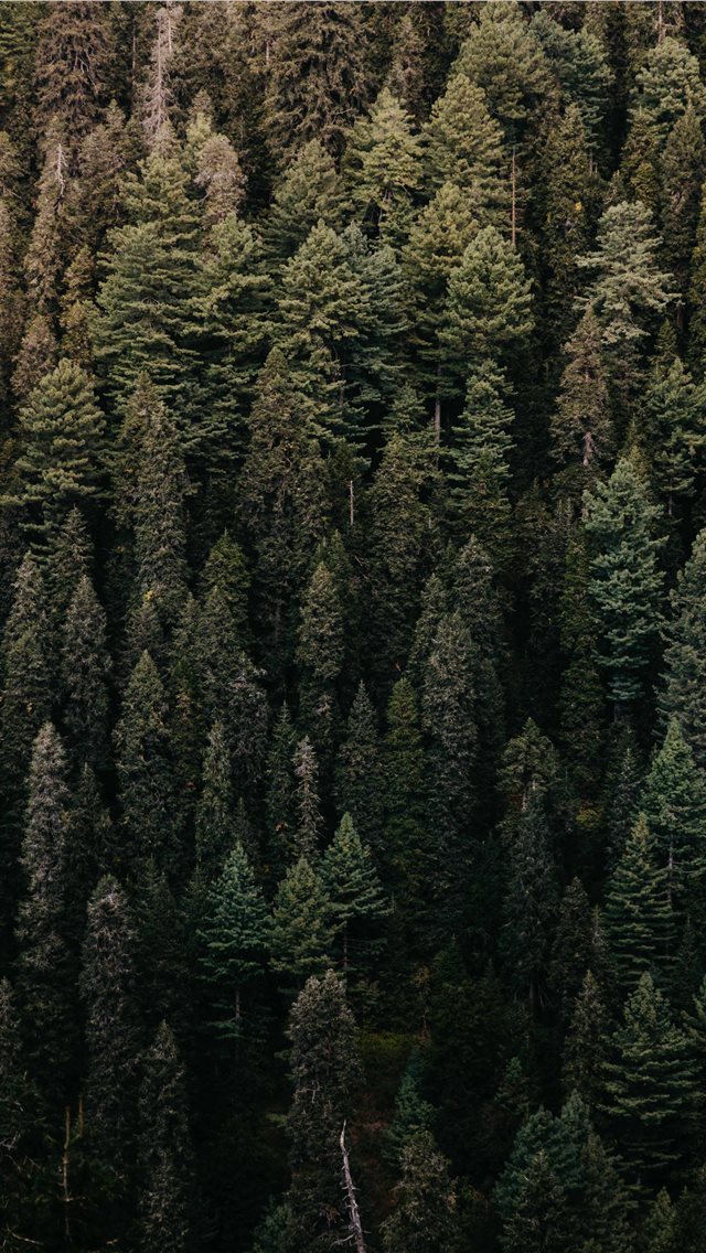 640x1136 Vertical Greens - sunrays iPhone Wallpaper