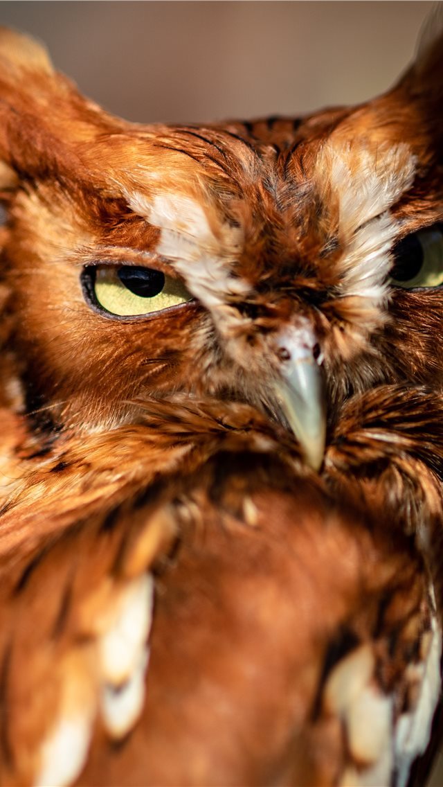 640x1136 This little screech owl looks at me while I photog... - owl iPhone Wallpaper