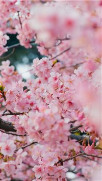 Best Cherry Blossom Iphone Wallpapers Hd Ilikewallpaper