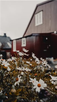 Tórshavn  Faroe Islands wallpaper