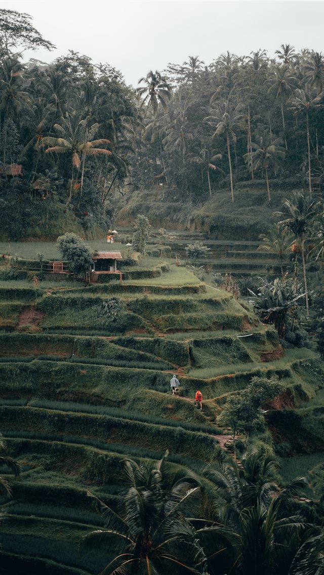 Tegalalang Rice Terrace  Ubud  Bali iPhone wallpaper 