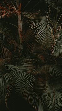 Chihuahua  Juarez  México wallpaper