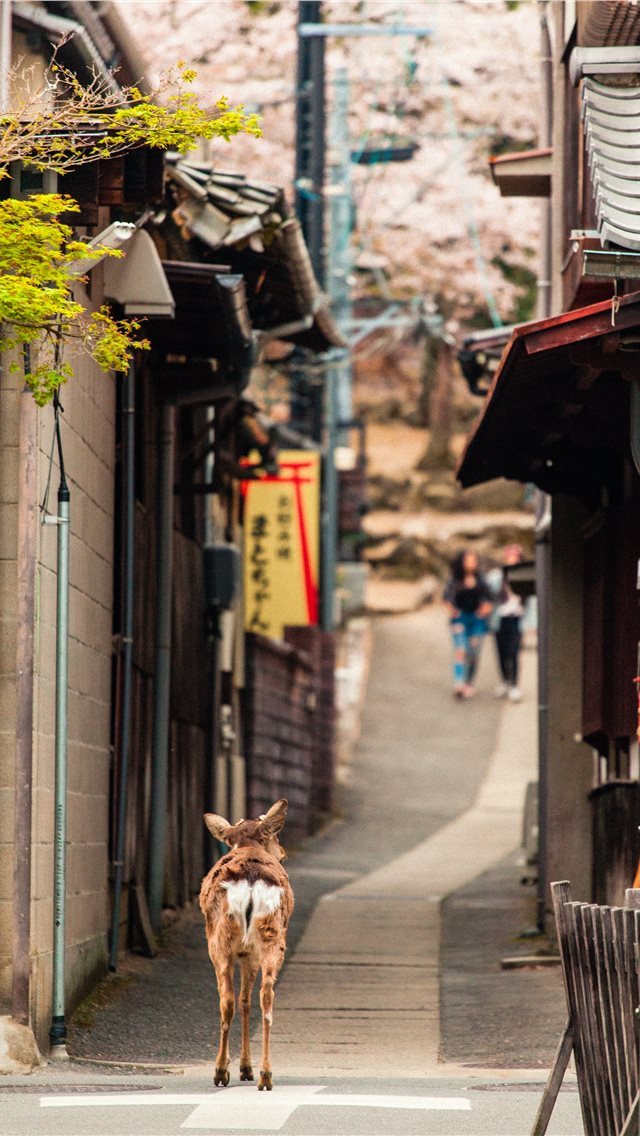 640x1136 Miyajima -  iPhone Wallpaper