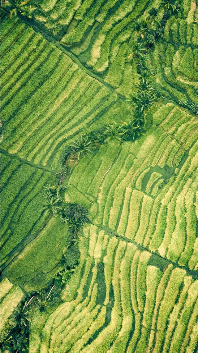 640x1136 Forest strip - hill iPhone Wallpaper