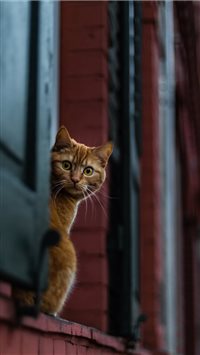 I was carspotting at sunset in Wiesbaden when I fo... wallpaper