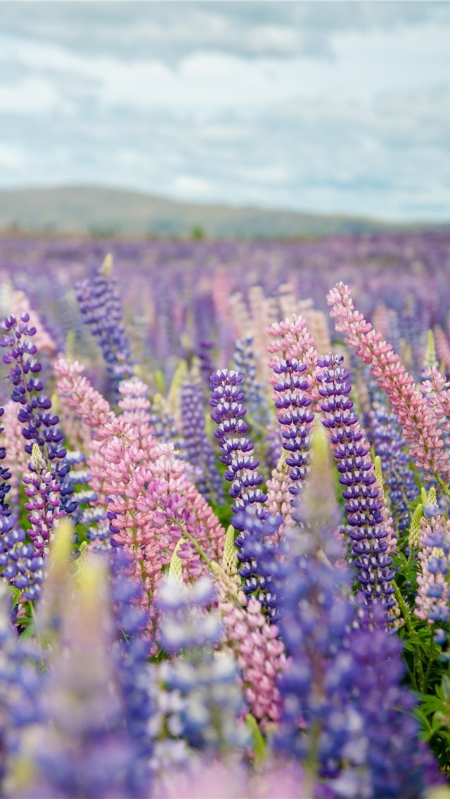 640x1136 Tekapo  New Zealand - plant iPhone Wallpaper