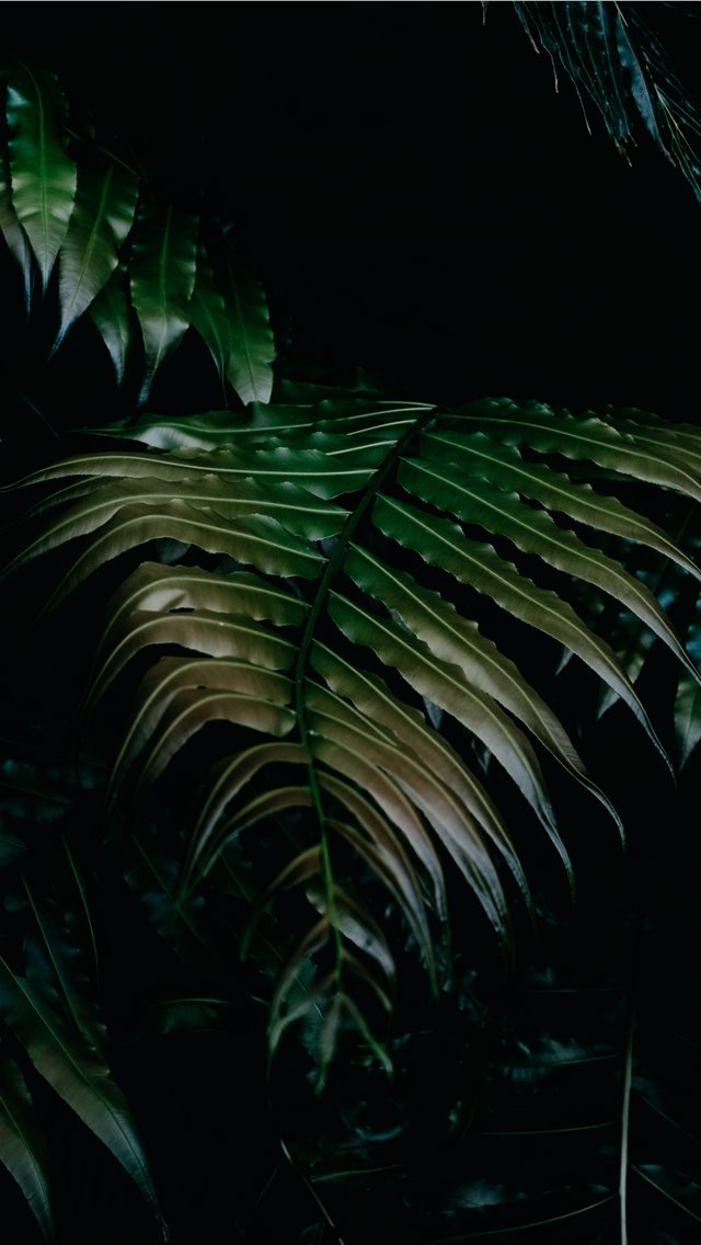 I am in love with plants and so fascinated by the ... iPhone wallpaper 
