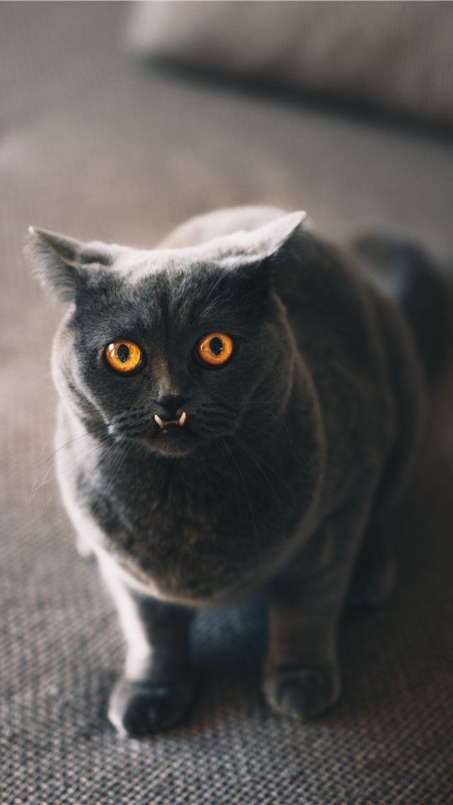 640x1136 Catch focus - scary iPhone Wallpaper