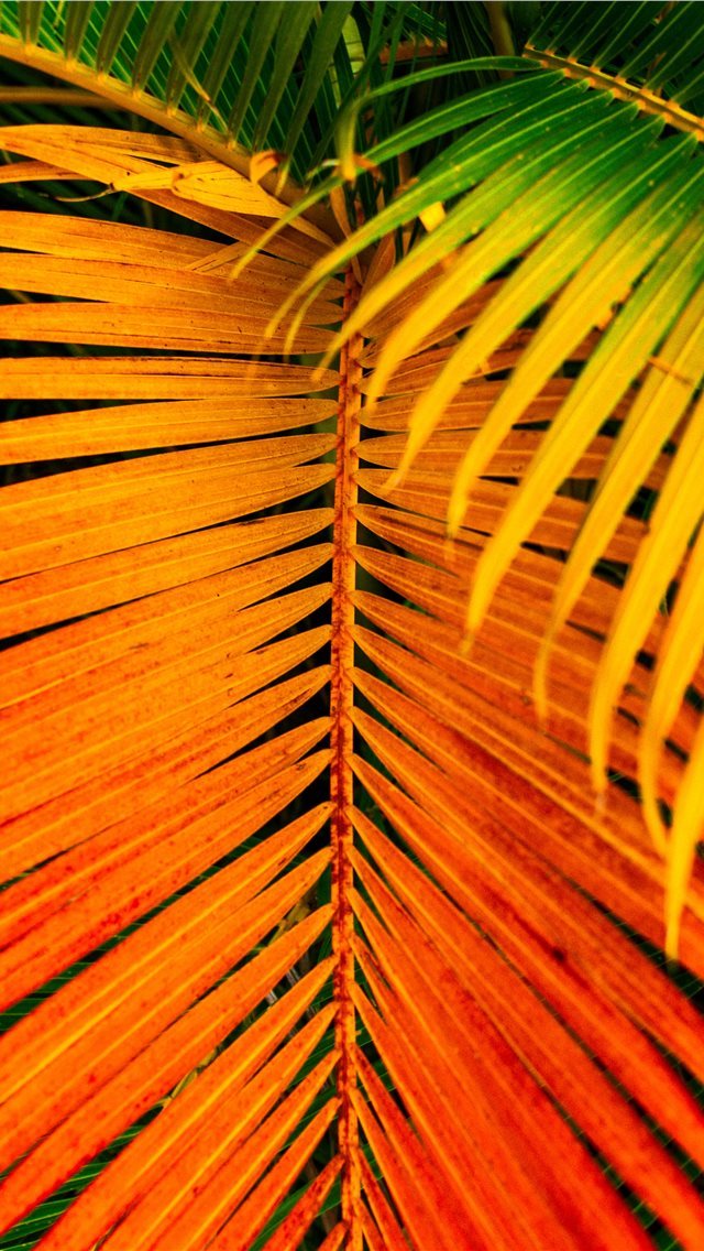 640x1136 Saint François  Guadeloupe - arrow iPhone Wallpaper