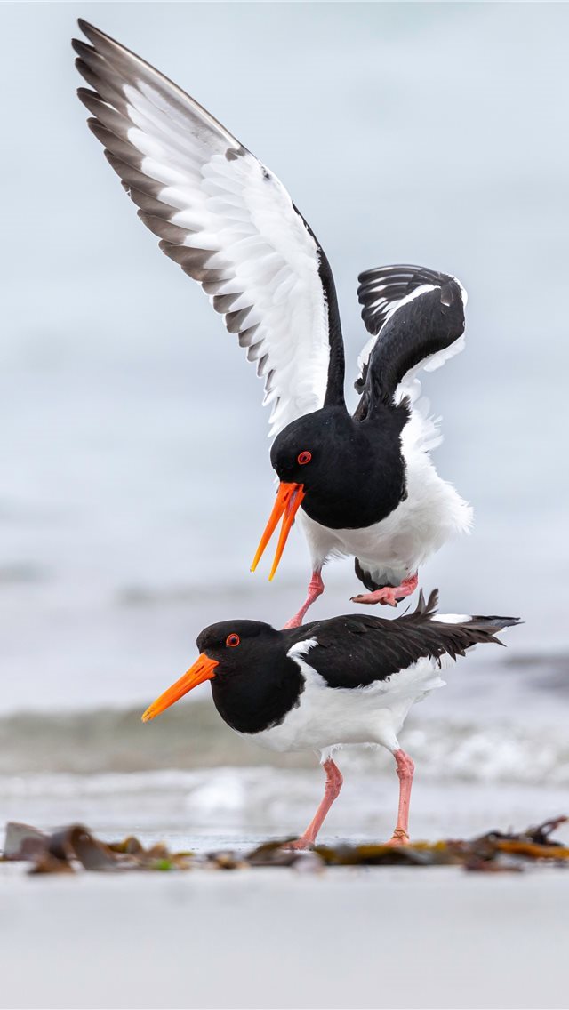 640x1136 Helgoland  Germany - head iPhone Wallpaper