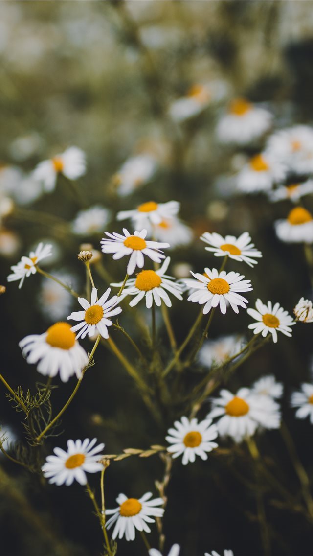 640x1136 Trnava  Slovakia - petal iPhone Wallpaper