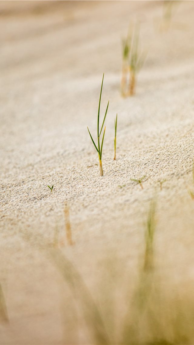640x1136 Helgoland  Germany - sea life iPhone Wallpaper