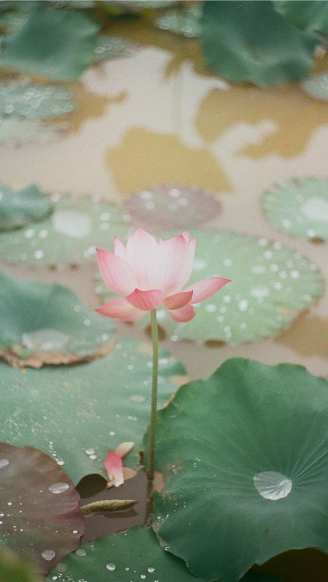 640x1136 Lotus in Kodak Gold 200  Photo taken with Zenit ET... - blossom iPhone Wallpaper