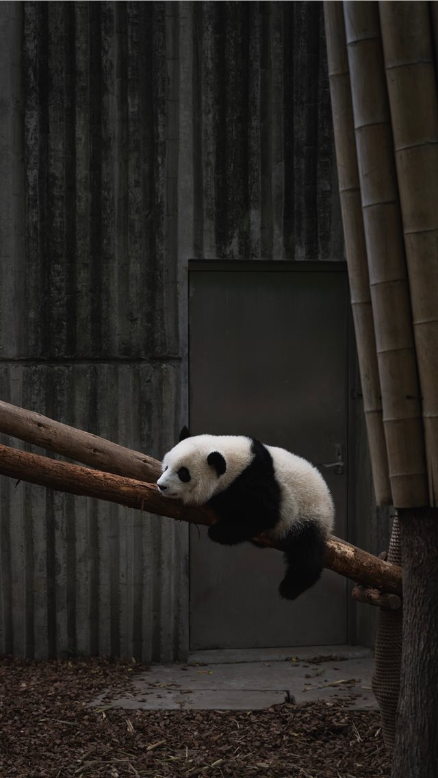 640x1136 Chengdu  China - bamboo iPhone Wallpaper