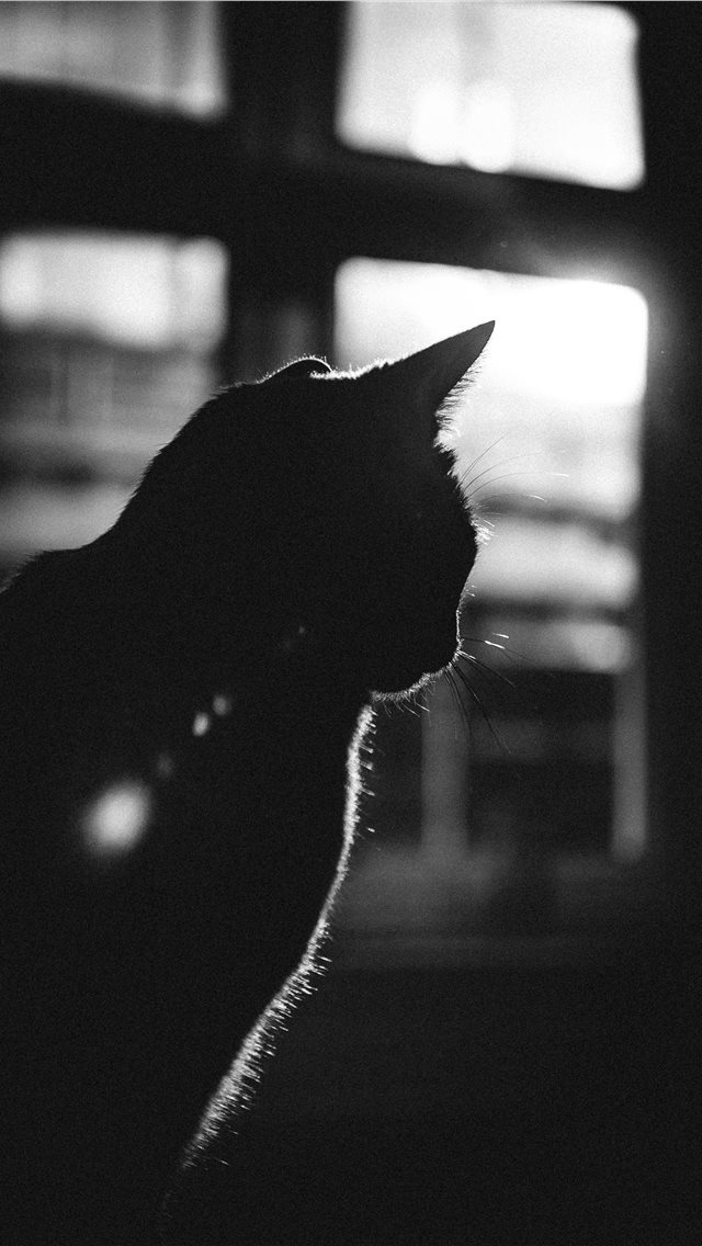 640x1136 Amsterdam - cats iPhone Wallpaper