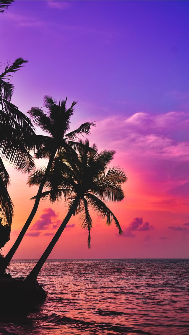 Palm, beach, HD phone wallpaper | Peakpx