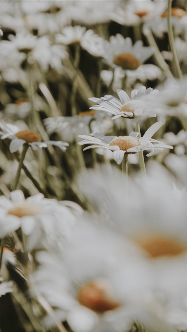 640x1136 Rhode Island  Newport  USA - bee iPhone Wallpaper