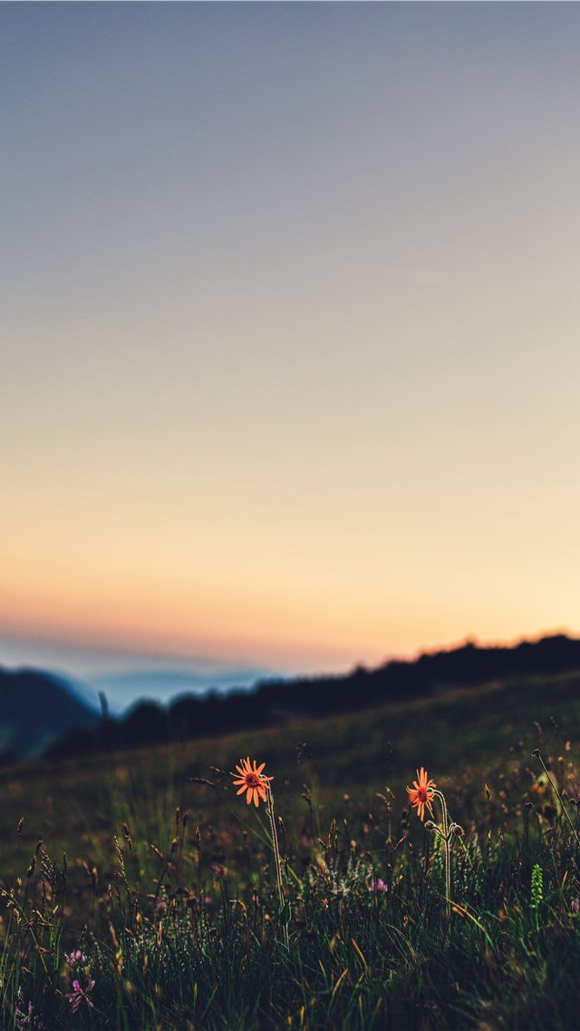 640x1136 Honeymoon in the meadows of Sass Putia! - plant iPhone Wallpaper