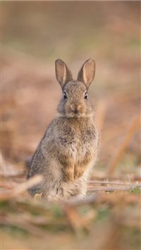 This shot was taken during the spring when the veg... wallpaper