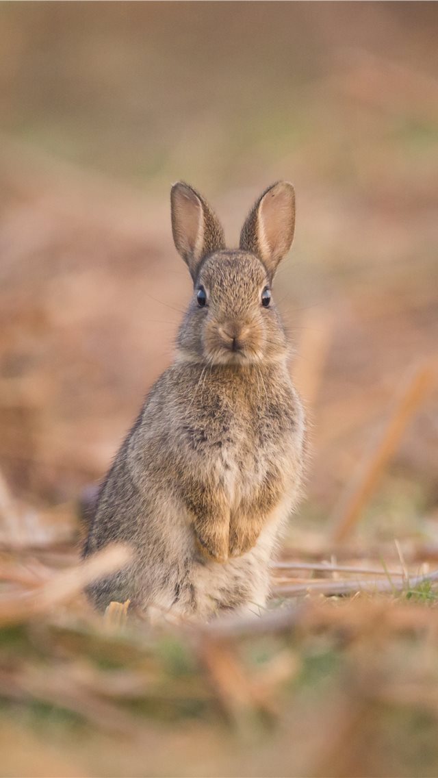 640x1136 This shot was taken during the spring when the veg... - bunny iPhone Wallpaper