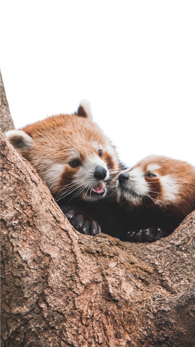 640x1136 Hellabrunn Zoo  Munich  Germany - romantic iPhone Wallpaper