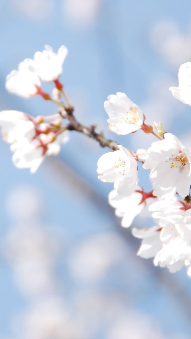 640x1136 Cherry Blossom And Blue Sky - blossom iPhone Wallpaper
