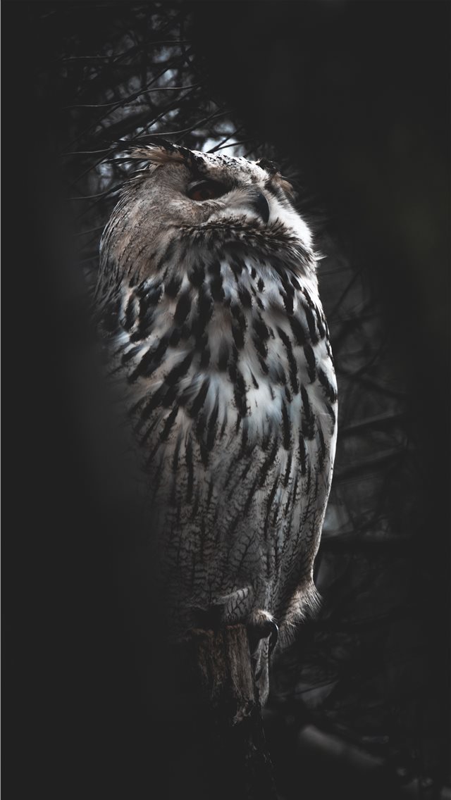 Wallpaper White and Black Owl on Brown Wooden Surface, Background -  Download Free Image