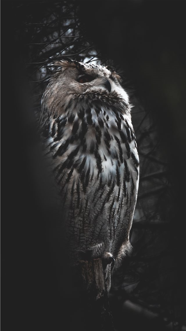 640x1136 Hellabrunn Zoo  Munich  Germany - owl iPhone Wallpaper