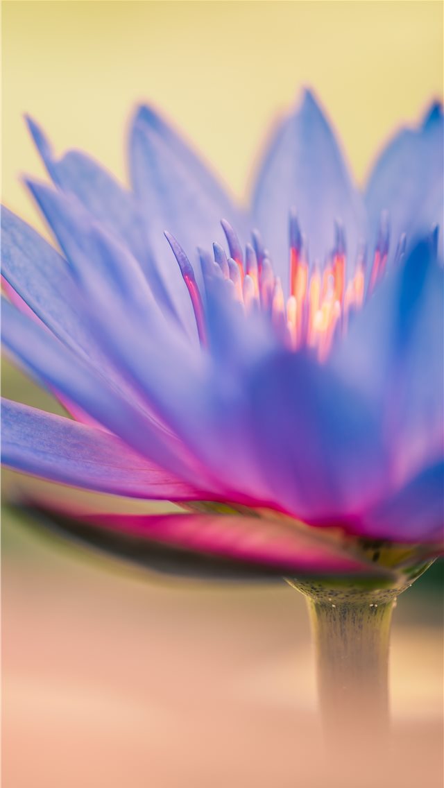Colorful Bloom of a Lilly iPhone wallpaper 