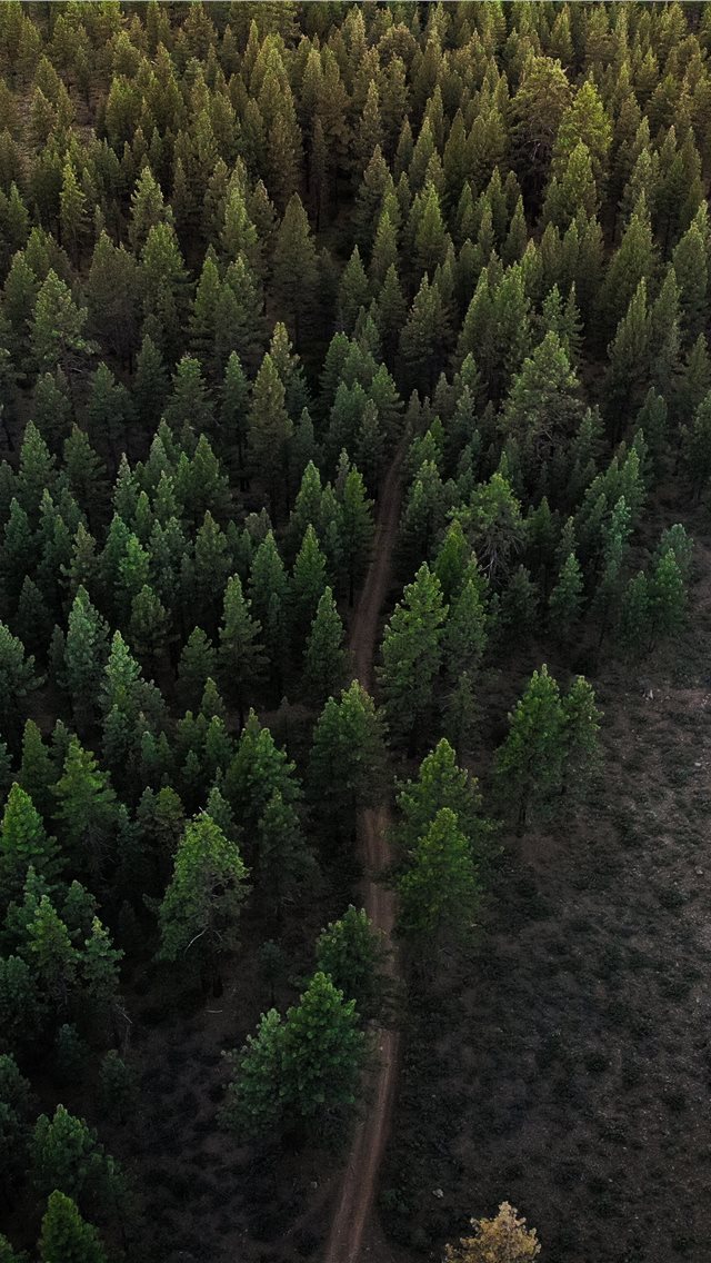 640x1136 Egypt - fir iPhone Wallpaper
