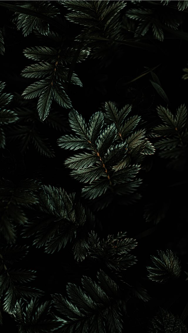 4K Leaves Plant Dark Wallpaper  3840x2160