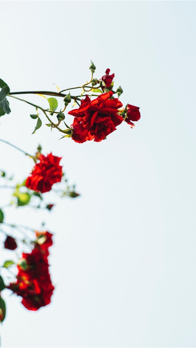 640x1136 Made with Canon 5d Mark III and loved analog lens ... - warm iPhone Wallpaper