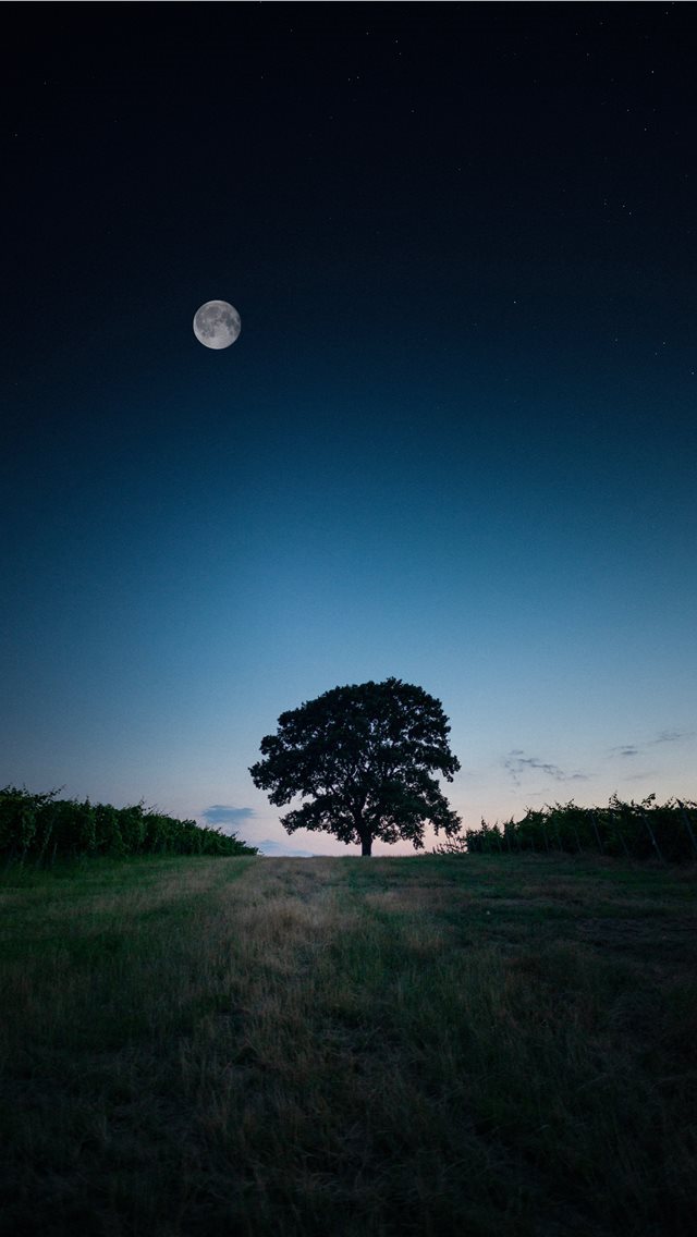 640x1136 Celebrating 50 years of Lunar exploration🌔 - plant iPhone Wallpaper