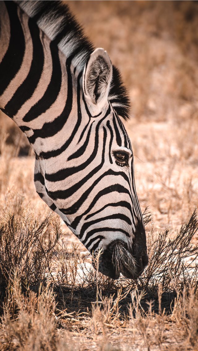 640x1136 Etosha National Park - zebras iPhone Wallpaper