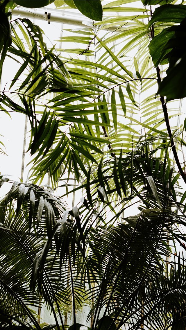 640x1136 Greenery and tropical foliage - bamboo iPhone Wallpaper