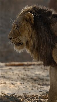 simba and scar wallpaper