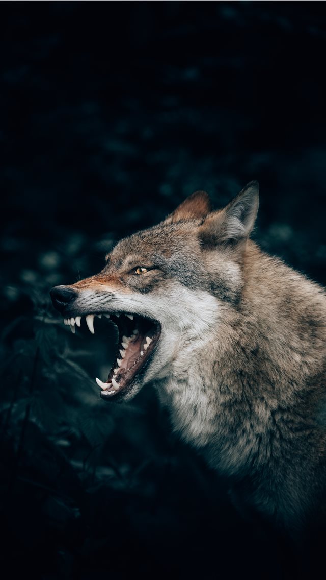 Wolf in the Forest iPhone wallpaper 