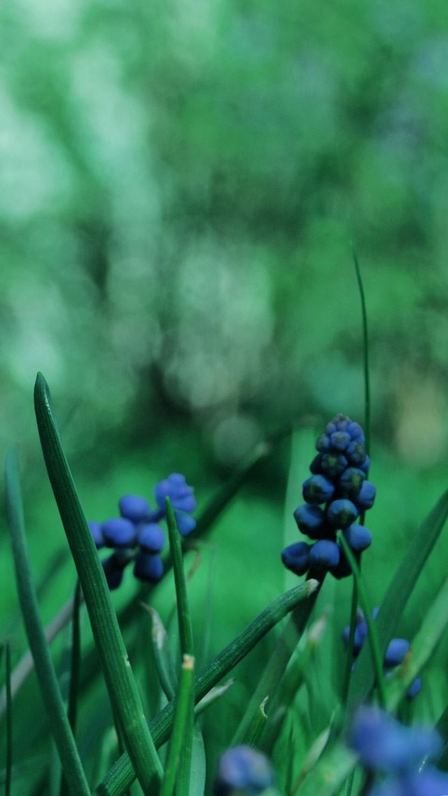 640x1136 Grape Hyacinth - bokeh iPhone Wallpaper