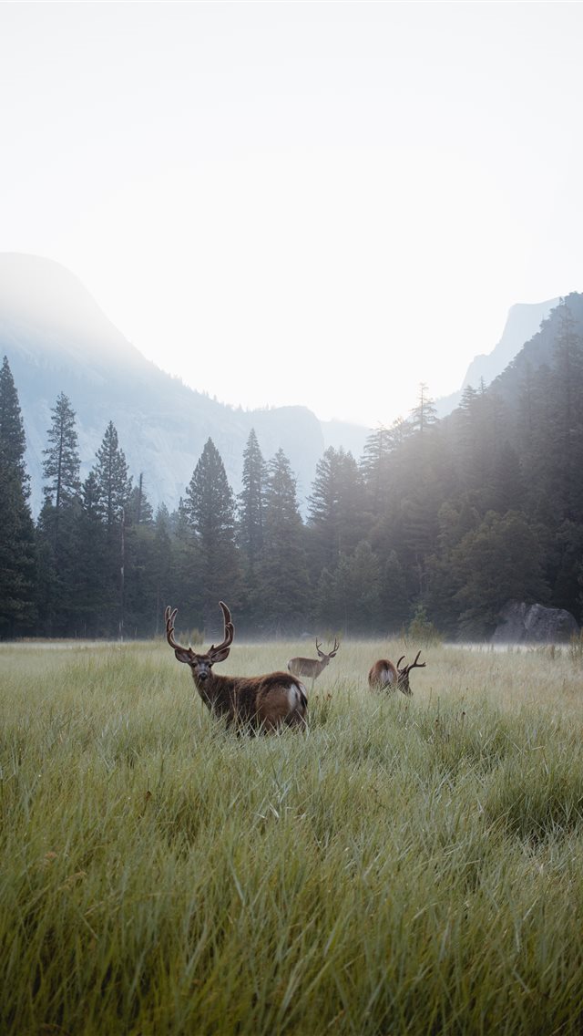 640x1136 Yosemite Valley at Dawn - deer iPhone Wallpaper