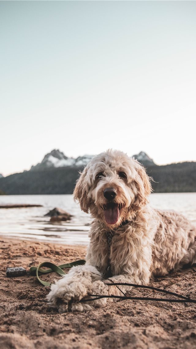 640x1136 a dog - sea iPhone Wallpaper