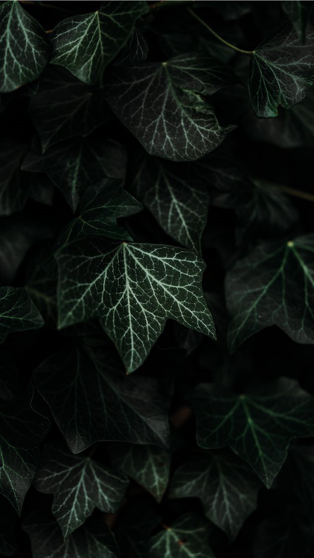 640x1136 Textures and composition  - veins iPhone Wallpaper