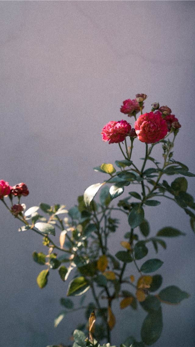 640x1136 Follow me on Instagram   pratikgpta - roses iPhone Wallpaper