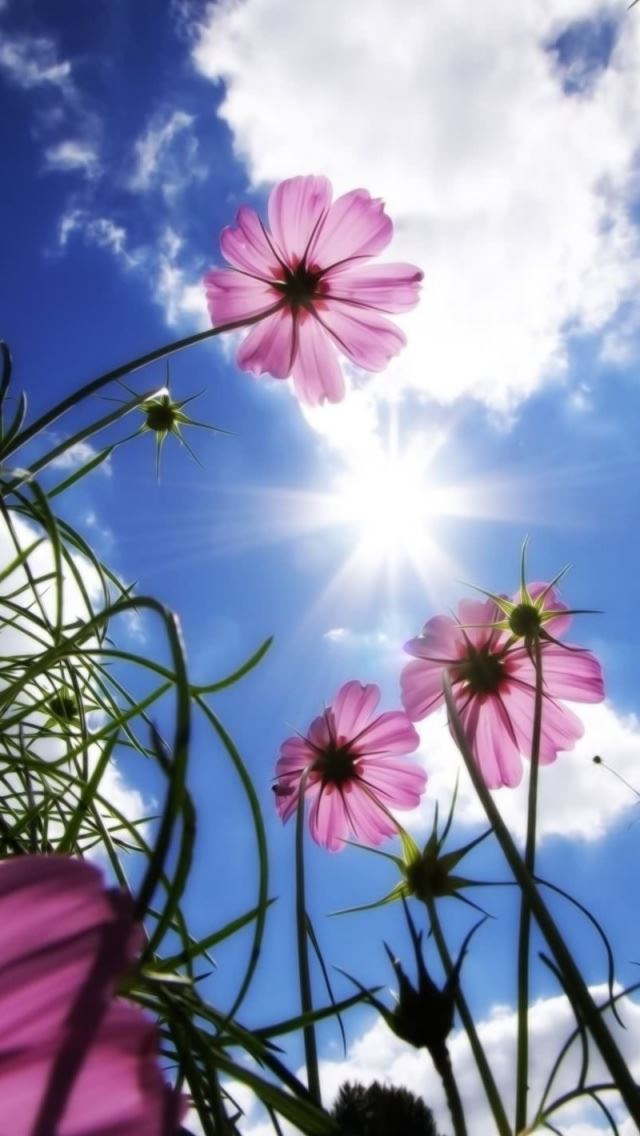 640x1136 Beautiful Day - beautiful iPhone Wallpaper